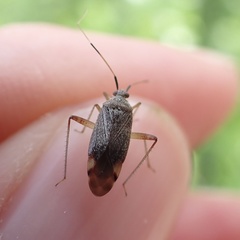 Closterotomus annulus