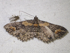 Chrysolarentia plesia