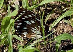 Charaxes eurinome ansellica