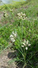 Asclepias linearis