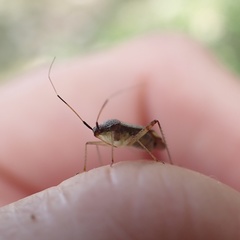 Closterotomus annulus