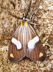 Nebulosa erymas