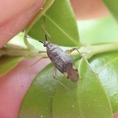 Closterotomus annulus