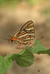 Cigaritis vulcanus