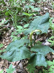 Arum cylindraceum