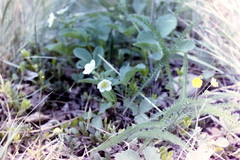 Fragaria virginiana glauca