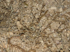 Arizona elegans elegans