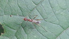 Grammicomyia
