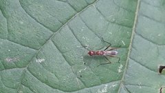 Grammicomyia