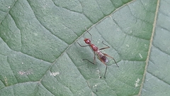 Grammicomyia
