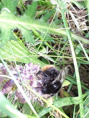 Bombus wurflenii