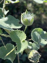 Abutilon grandiflorum