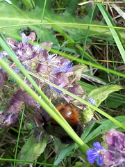 Bombus wurflenii