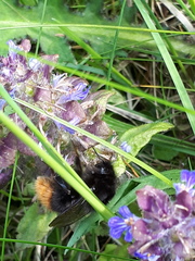 Bombus wurflenii