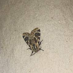Hypercompe nemophila
