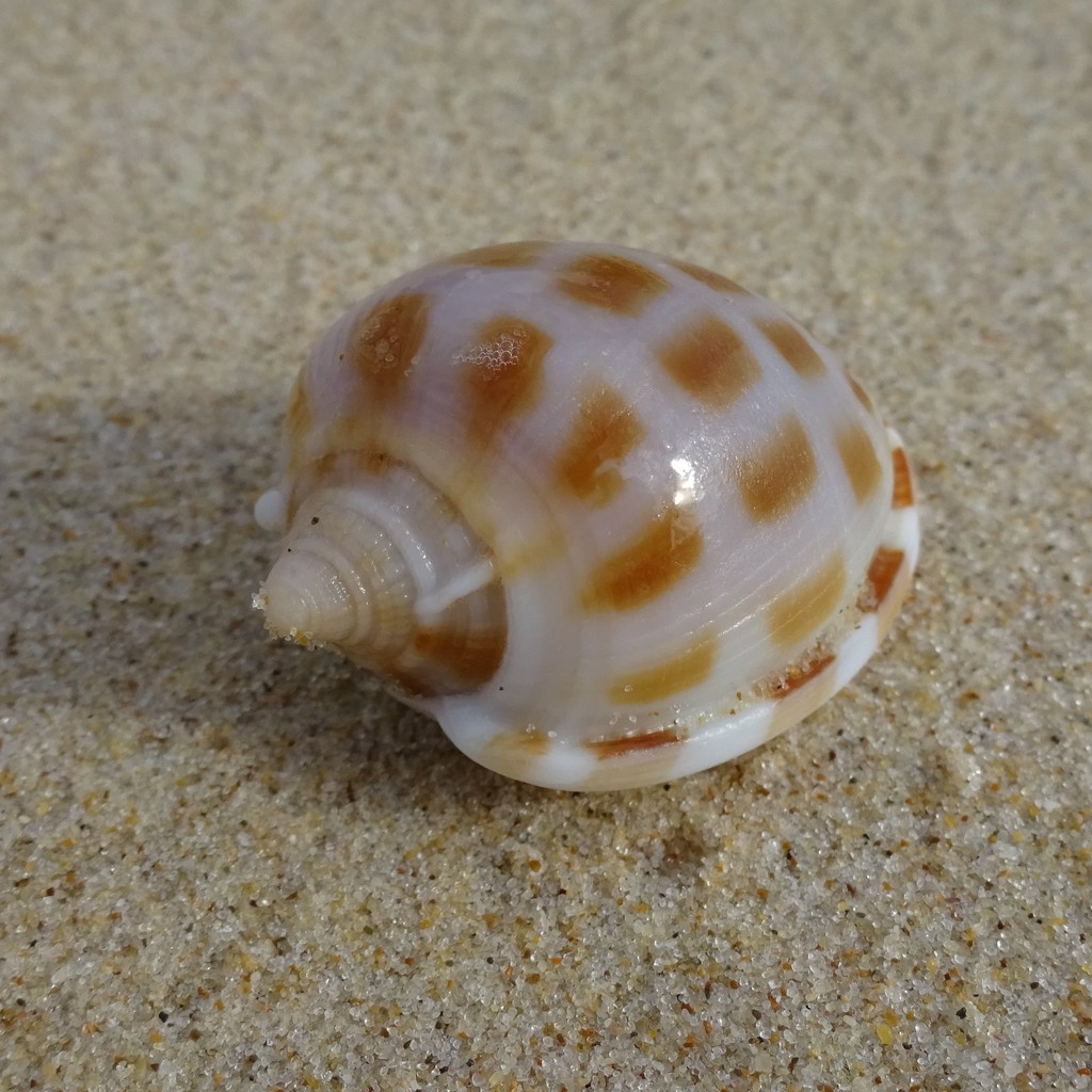 checkered bonnet