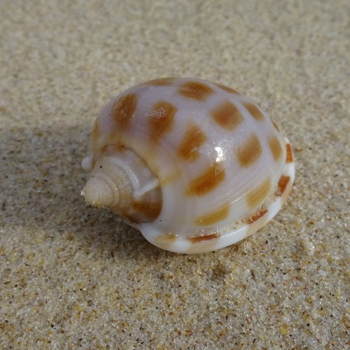 checkered bonnet