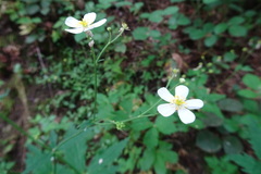 Ranunculus platanifolius