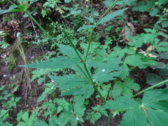 Ranunculus platanifolius