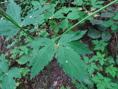 Ranunculus platanifolius