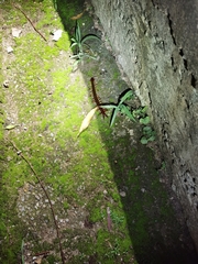 Scolopendra multidens