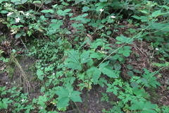 Ranunculus platanifolius