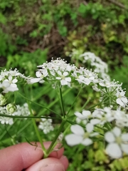 Anthriscus sylvestris