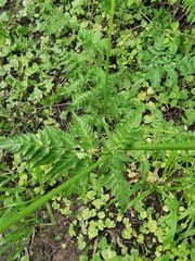 Anthriscus sylvestris