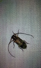 Exocentrus adspersus