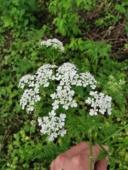 Anthriscus sylvestris