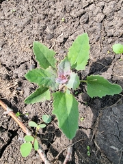 Chenopodium album