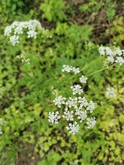 Anthriscus sylvestris