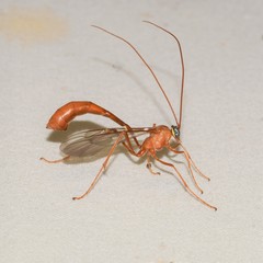 Enicospilus glabratus