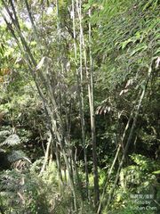 Bambusa odashimae