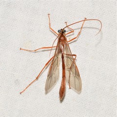 Enicospilus glabratus