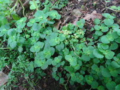 Chrysosplenium oppositifolium