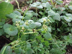 Chrysosplenium oppositifolium