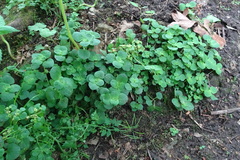 Chrysosplenium oppositifolium
