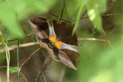 Bastilla fulvotaenia