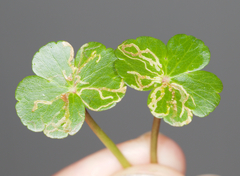 Eugaurax floridensis