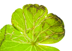 Eugaurax floridensis