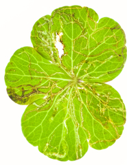 Eugaurax floridensis