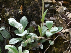 Antennaria virginica