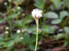 Antennaria virginica