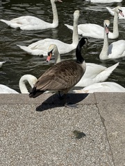 Branta canadensis
