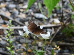 Erynnis icelus