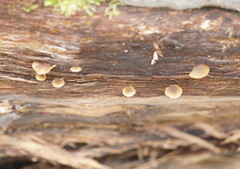 Simocybe phlebophora