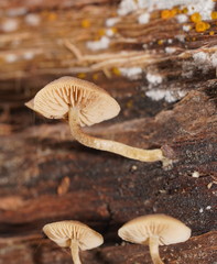 Simocybe phlebophora
