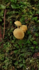 Tricholomopsis aurea