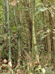 Bambusa odashimae